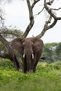 Elephant standing facing camera, in front of twisted tree, in green grass