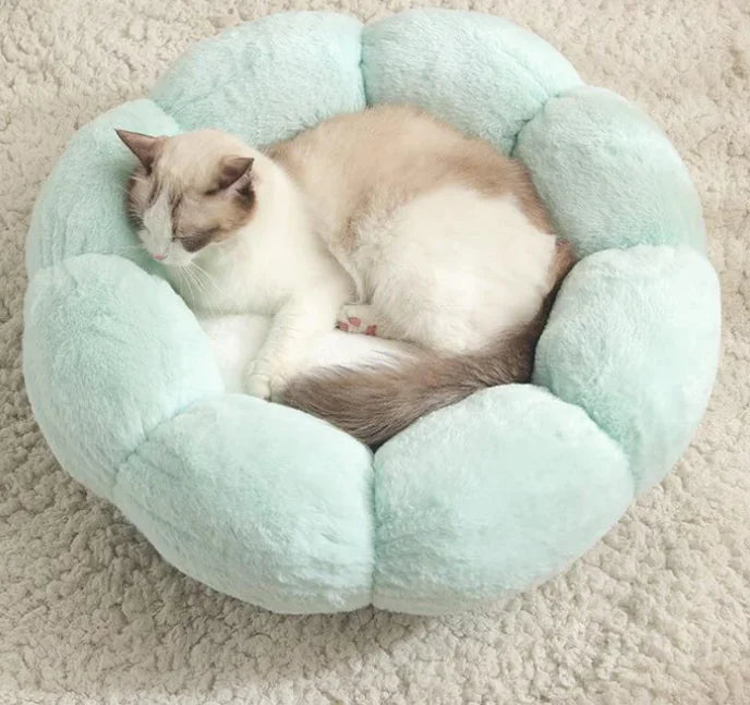 Cat sleeping in a light blue pet bed on a beige carpet
